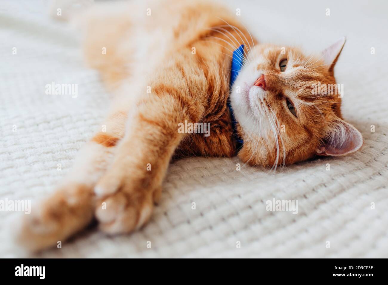 Ingwer Katze entspannen auf der Couch im Wohnzimmer mit Kragen gegen Flöhe. Haustiere haben gute Zeit Stockfoto