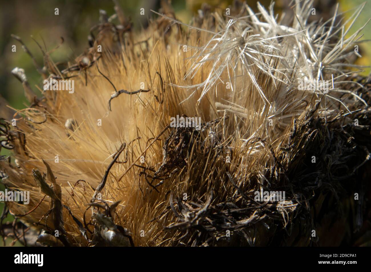 Nahaufnahme Foto von getrockneten Resten der Artichoke Blume Stockfoto