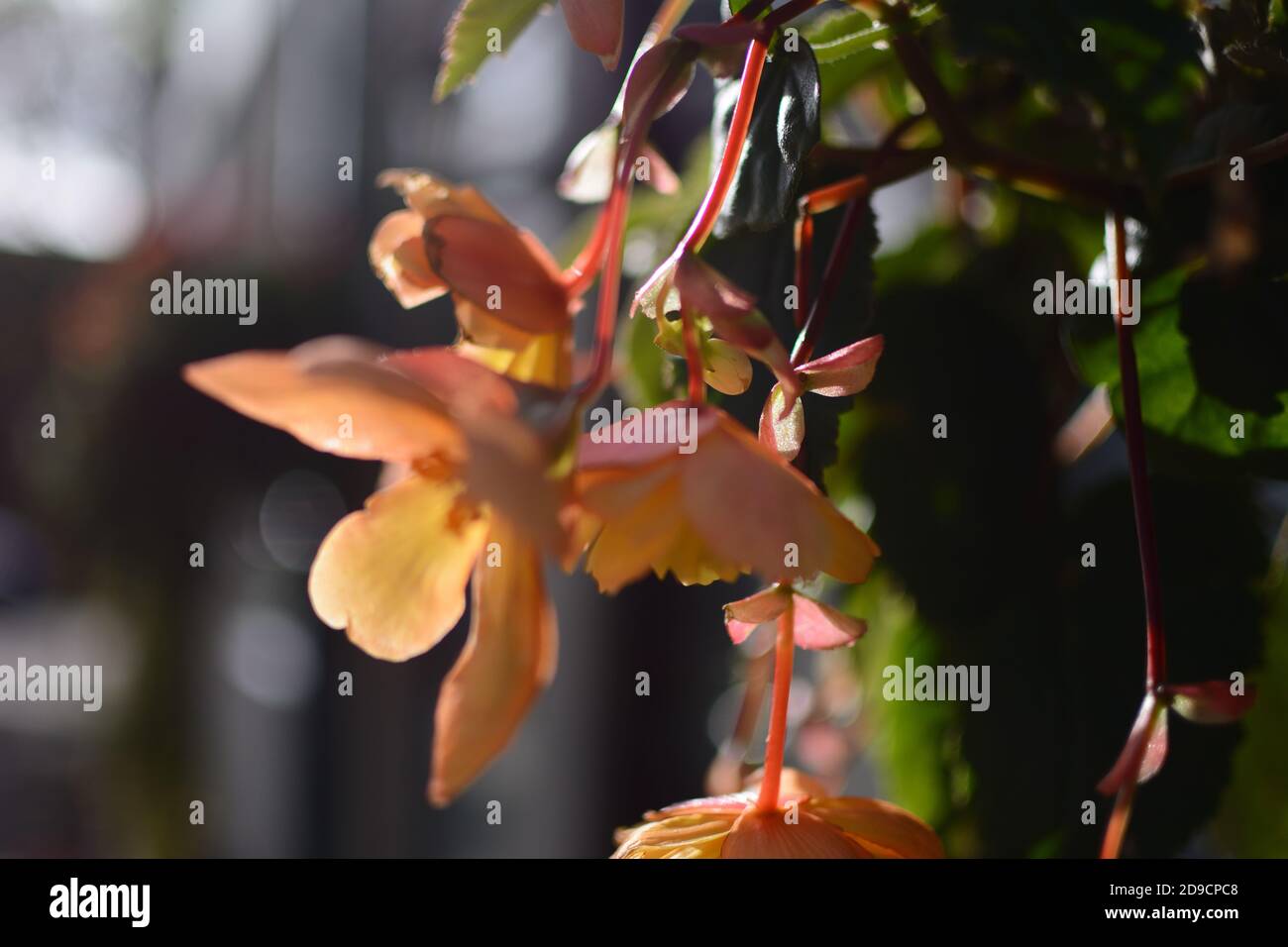 Orange Beauty Stockfoto