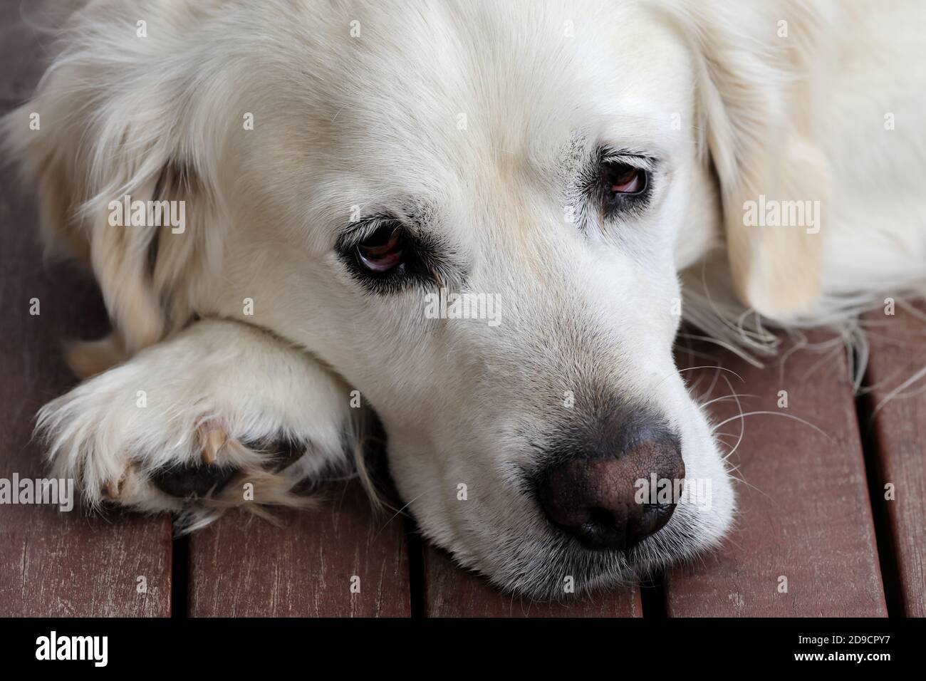 PET Golden Retriever mit traurigen Augen Stockfoto