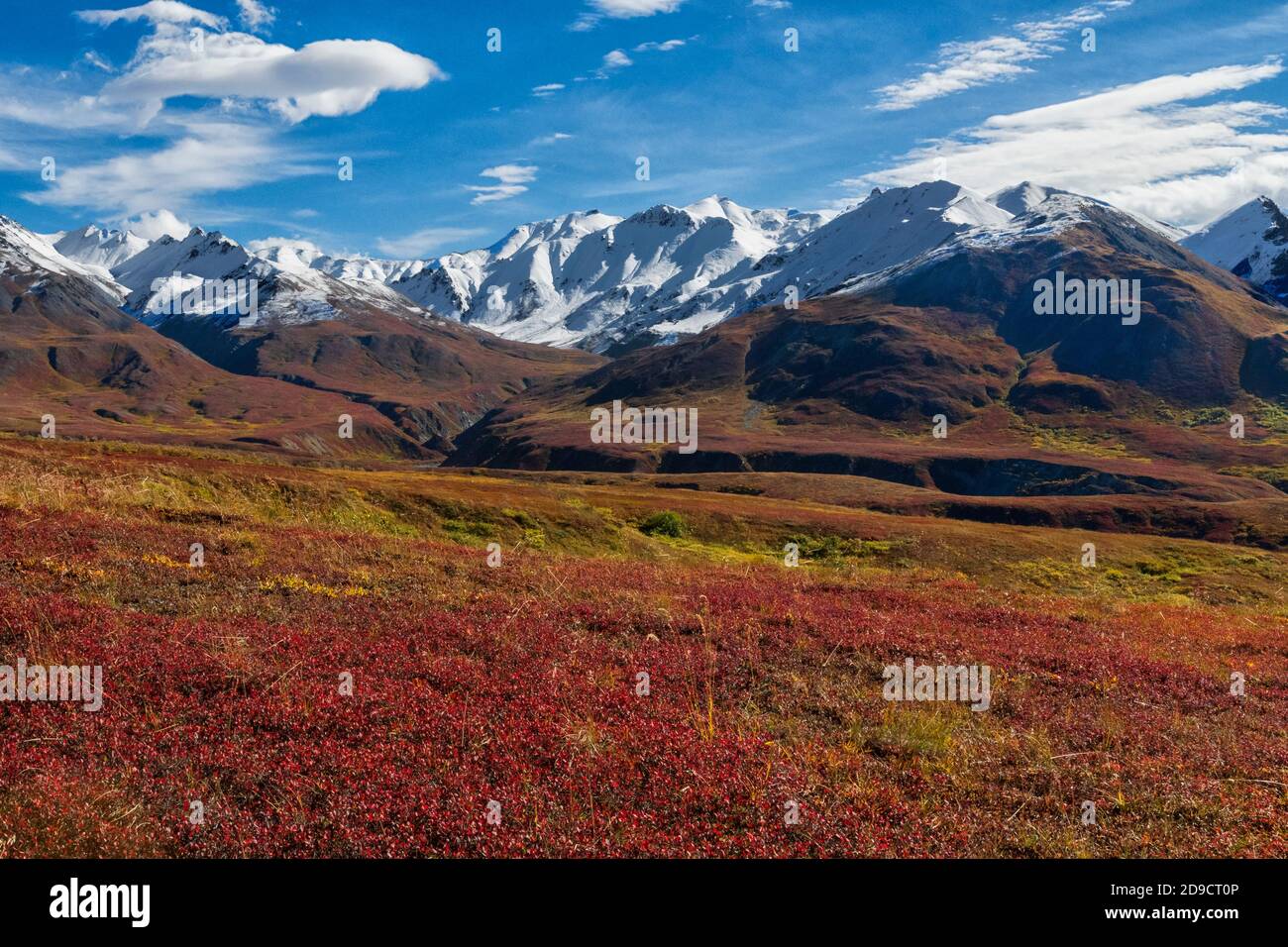 Nordamerika; USA; Alaska Range Mountains; Thorofare Pass; Tundra; Herbstfarbe. Stockfoto