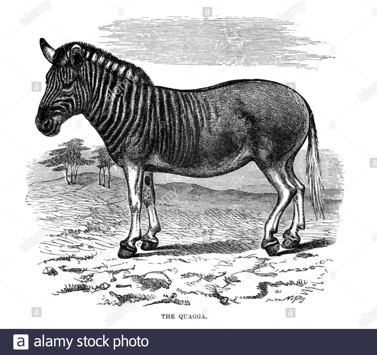 Quagga, Vintage Illustration von 1894 Stockfoto