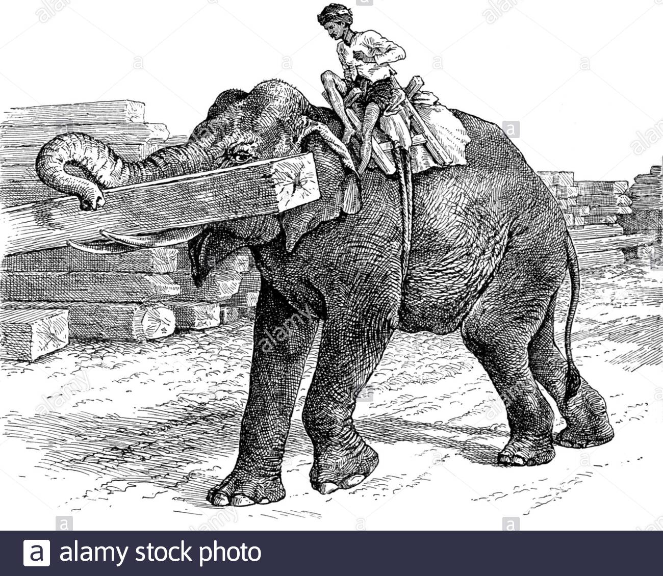 Indisches Elefantenstapelholz, Vintage Illustration von 1894 Stockfoto