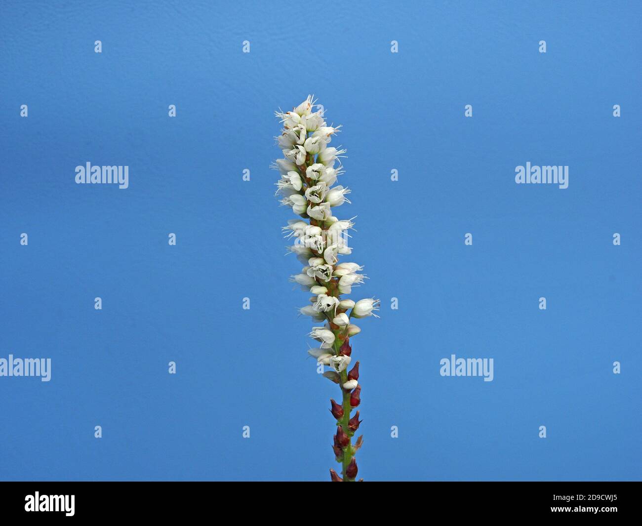 Einzelne Blütenspitze aus kleinen weißen Blüten des Alpine Bistorts (Bistorta vivipara oder Persicaria vivipara) in Cumbria England Stockfoto