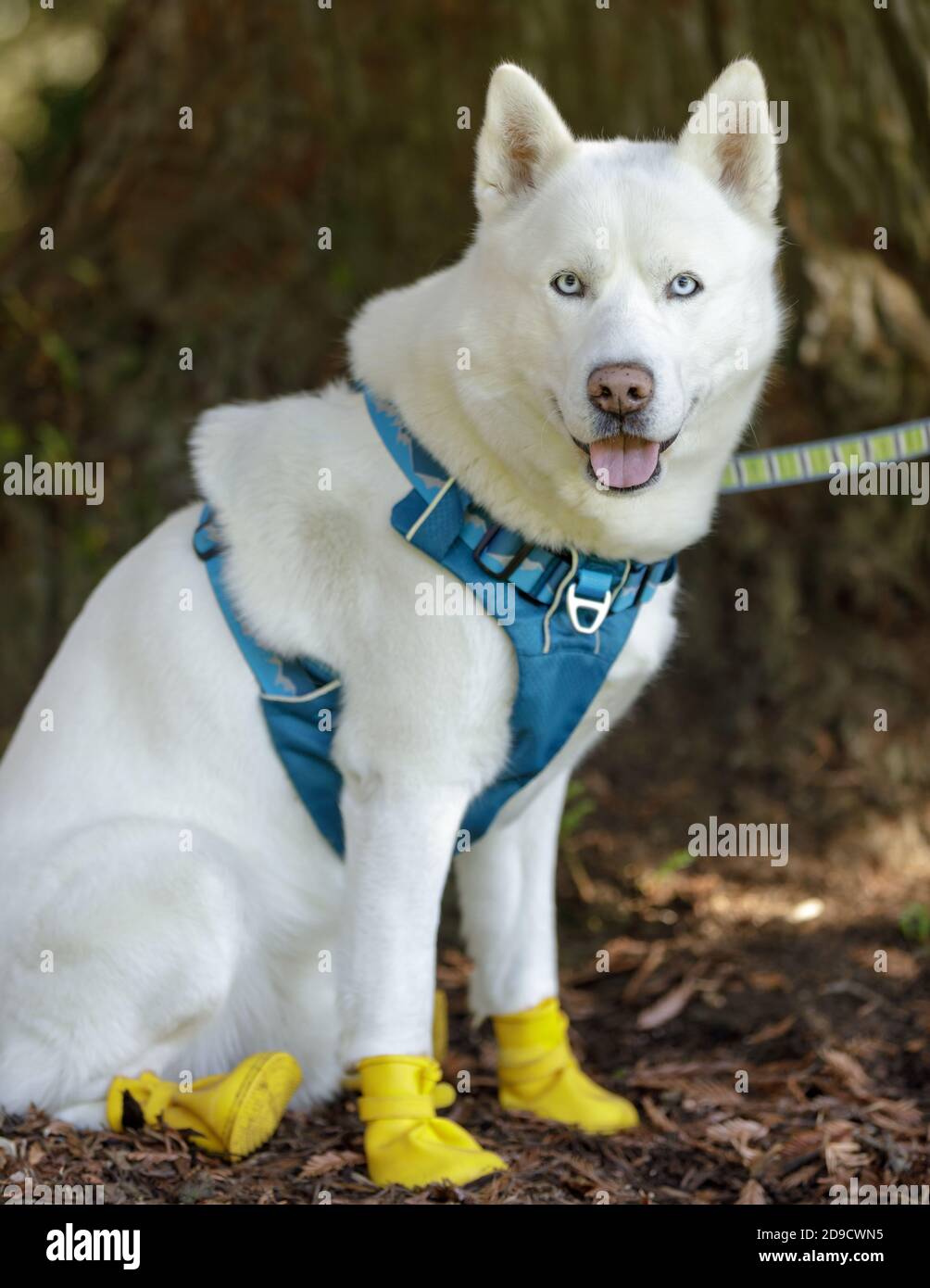 Weiß Siberian Husky Männlich trägt Pfote-schützende Schuhe Stockfotografie  - Alamy