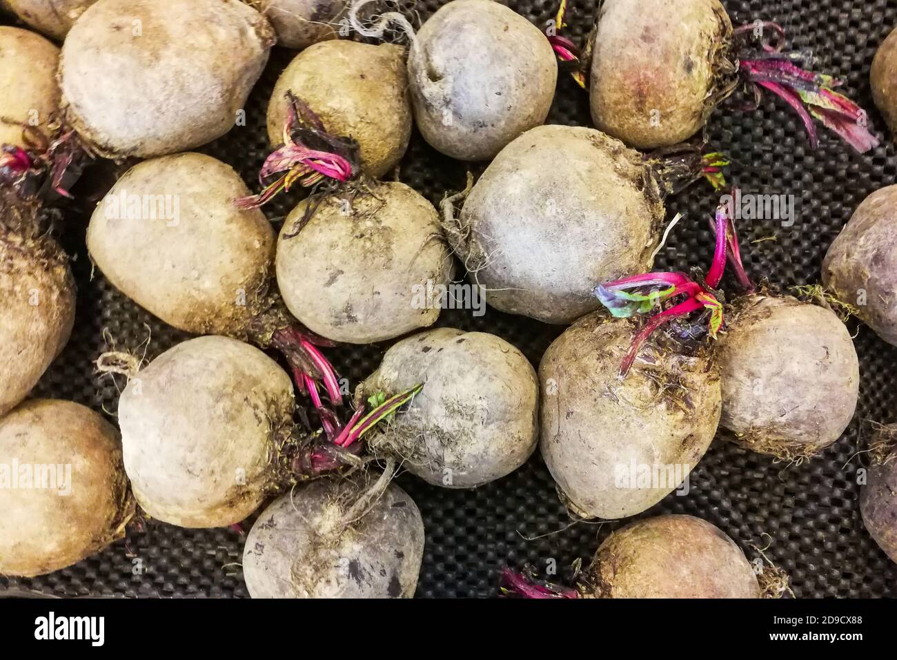Frisch geerntete Rote Bete aus dem Bauernhof zum Verkauf Stockfoto