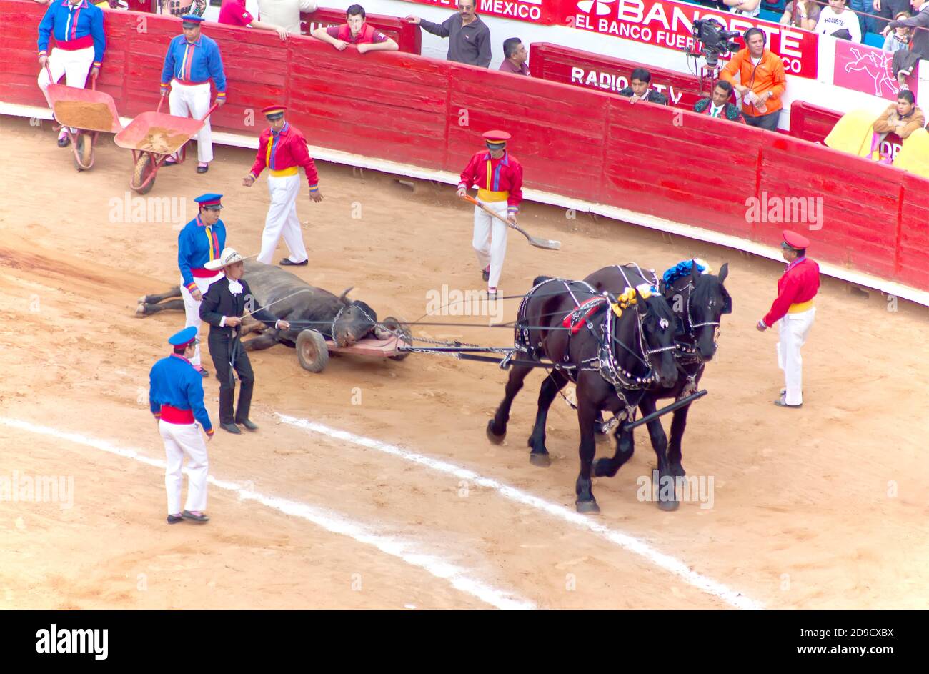 Getöteten Stier zog aus der Arena in Plaza Mexico Stierkampfarena, Mexiko-Stadt, Mexiko Stockfoto