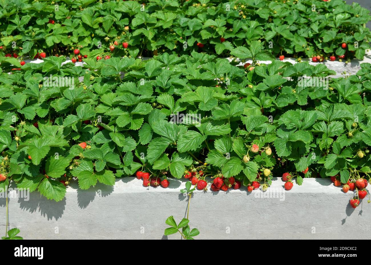 Reife Gartenerdbeeren wachsen auf Hochbeeten aus Beton in einem privaten Bauernhof. Stockfoto