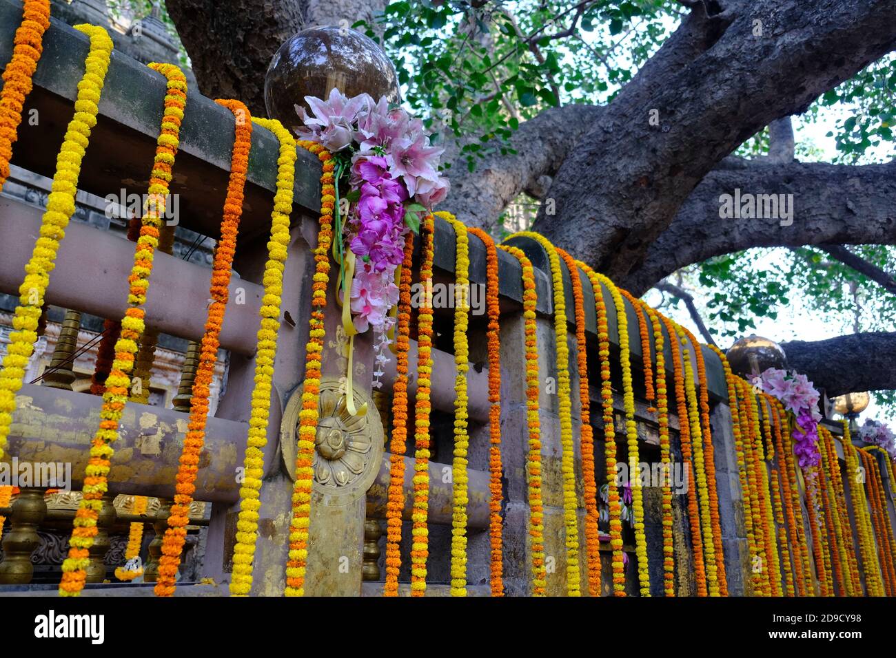 Heiliger bodhibaum Fotos und Bildmaterial in hoher Auflösung Alamy