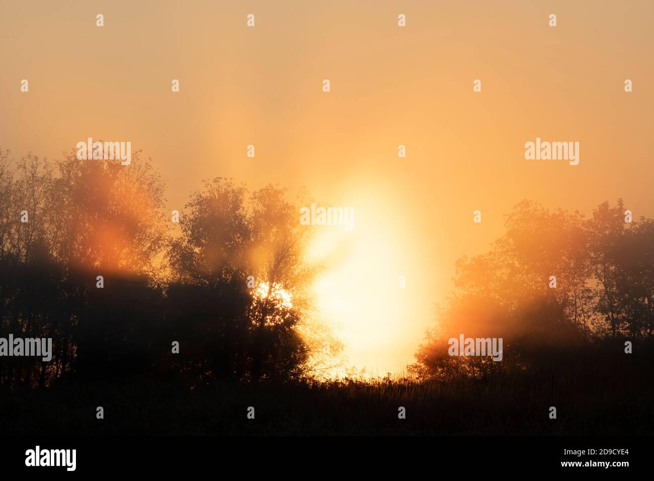 Sonnenaufgang, Nebel, Wiese und Feld, Mittlerer Westen USA, von Dominique Braud/Dembinsky Photo Assoc Stockfoto