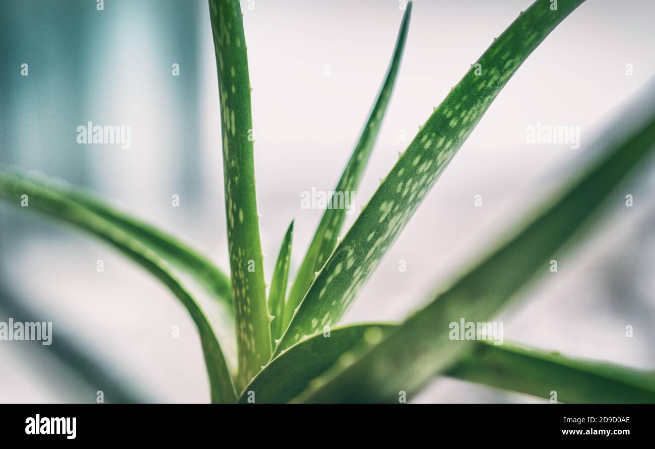 Aloe Vera natürliche Hautpflege gesunde Heilmittel grüne tropische Pflanze drinnen zu Hause Lebensstil. Nahaufnahme von Texturen auf Blättern Stockfoto