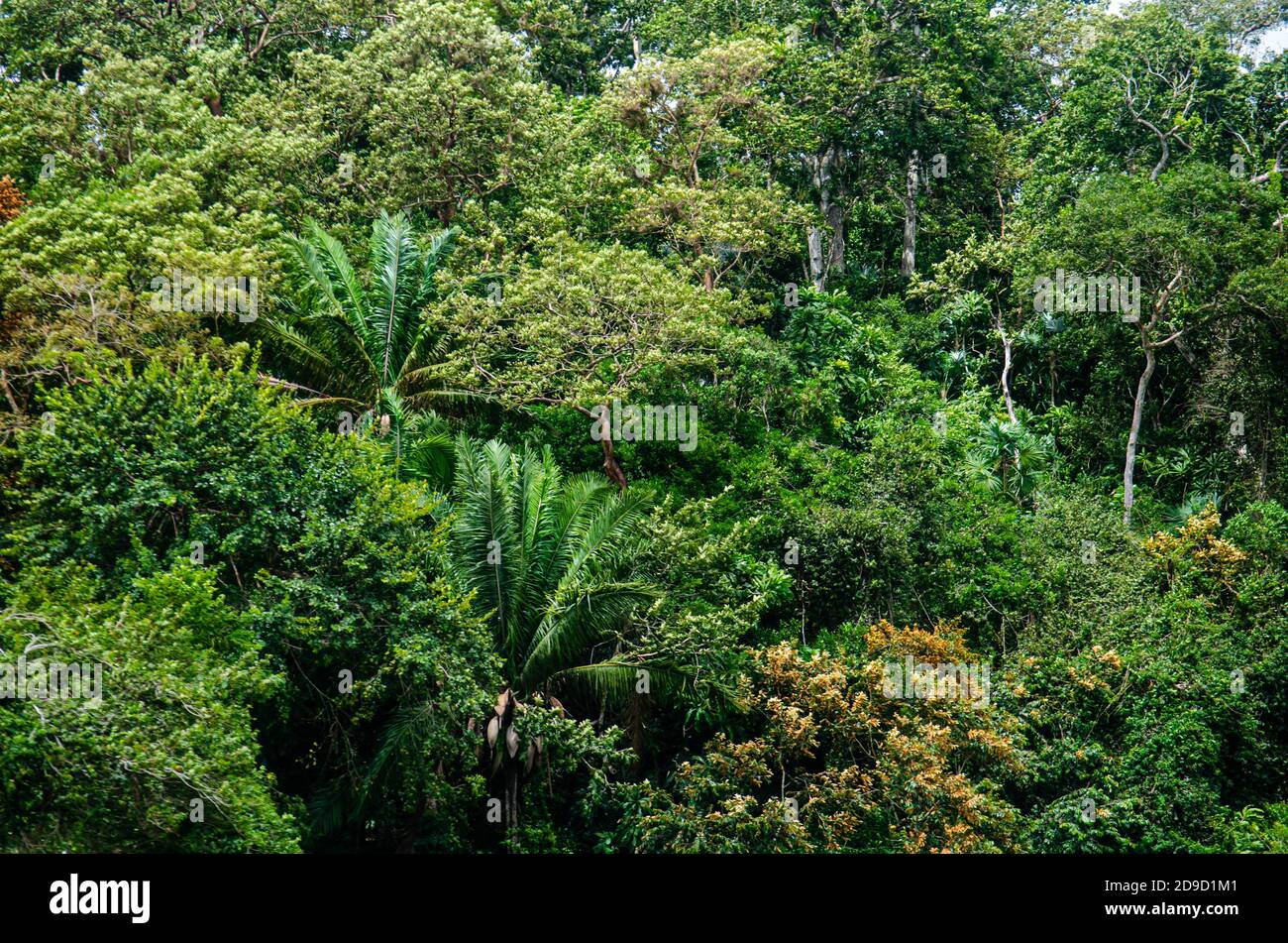 Wälder im Kanalgebiet von Panama Stockfoto