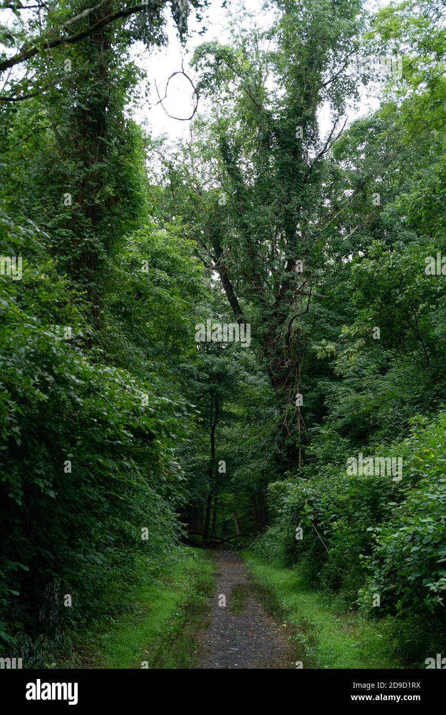 Schotterweg in einem Wald, Sträucher und Bäume, üppige Vegetation an einem Sommermorgen nach Regen. Stockfoto