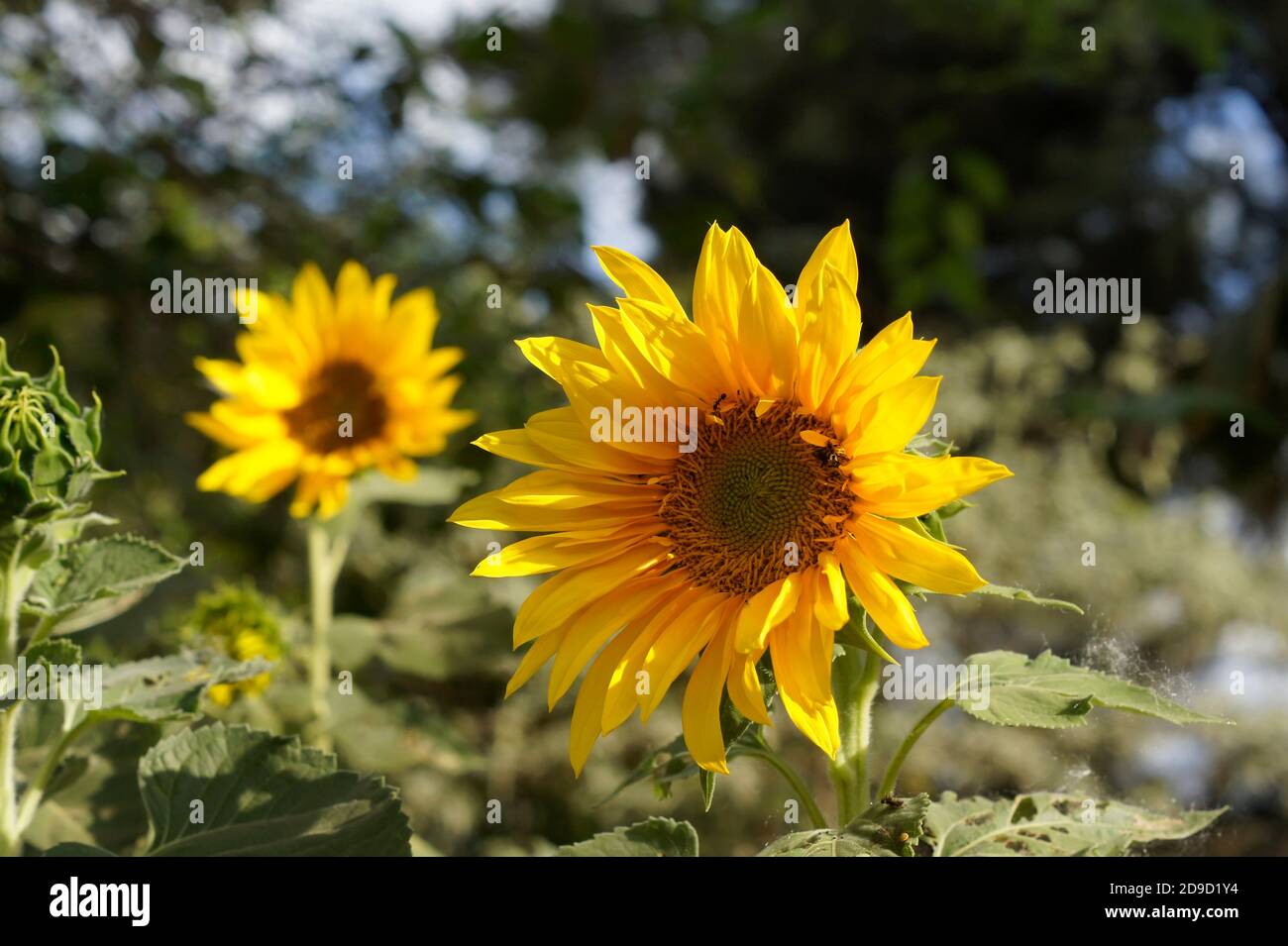 Sonnenblume wächst und Insekten auf seinem Kern Stockfoto