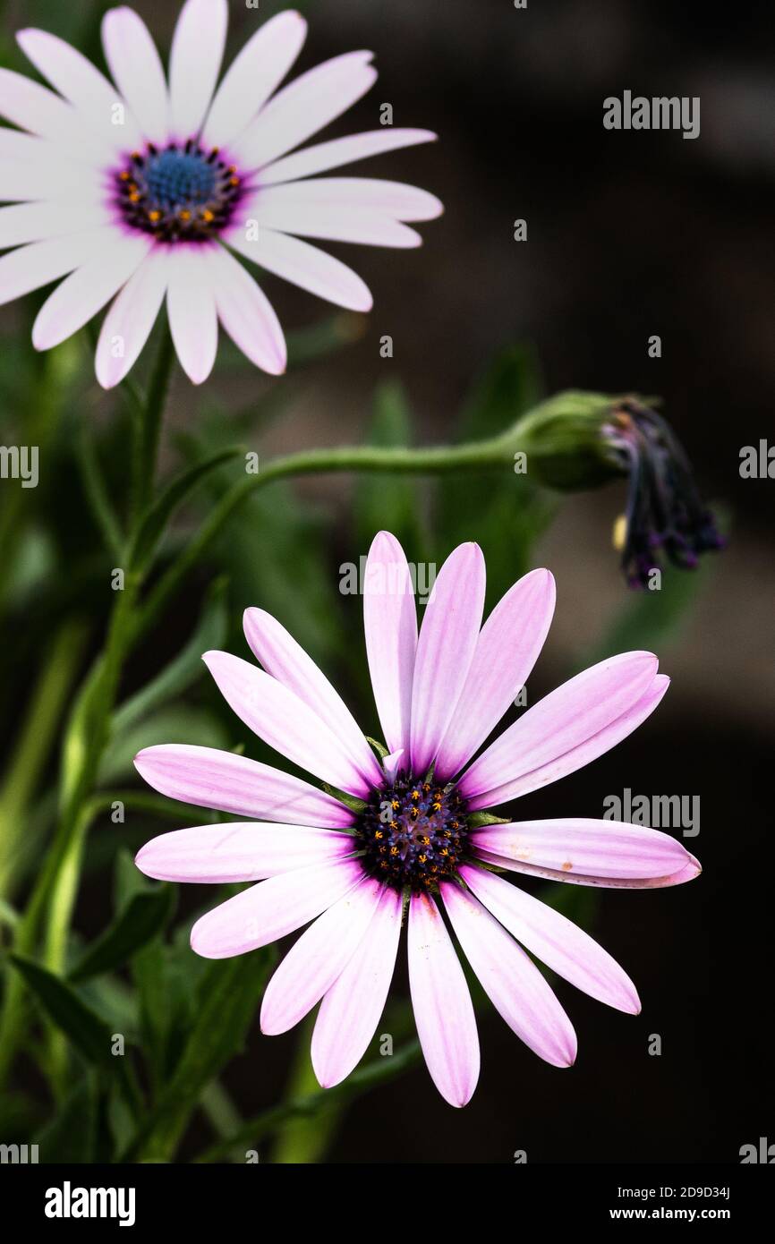 Dimorphotheca ecklonis blüht, gemeinhin als Gänseblümchen bezeichnet Stockfoto