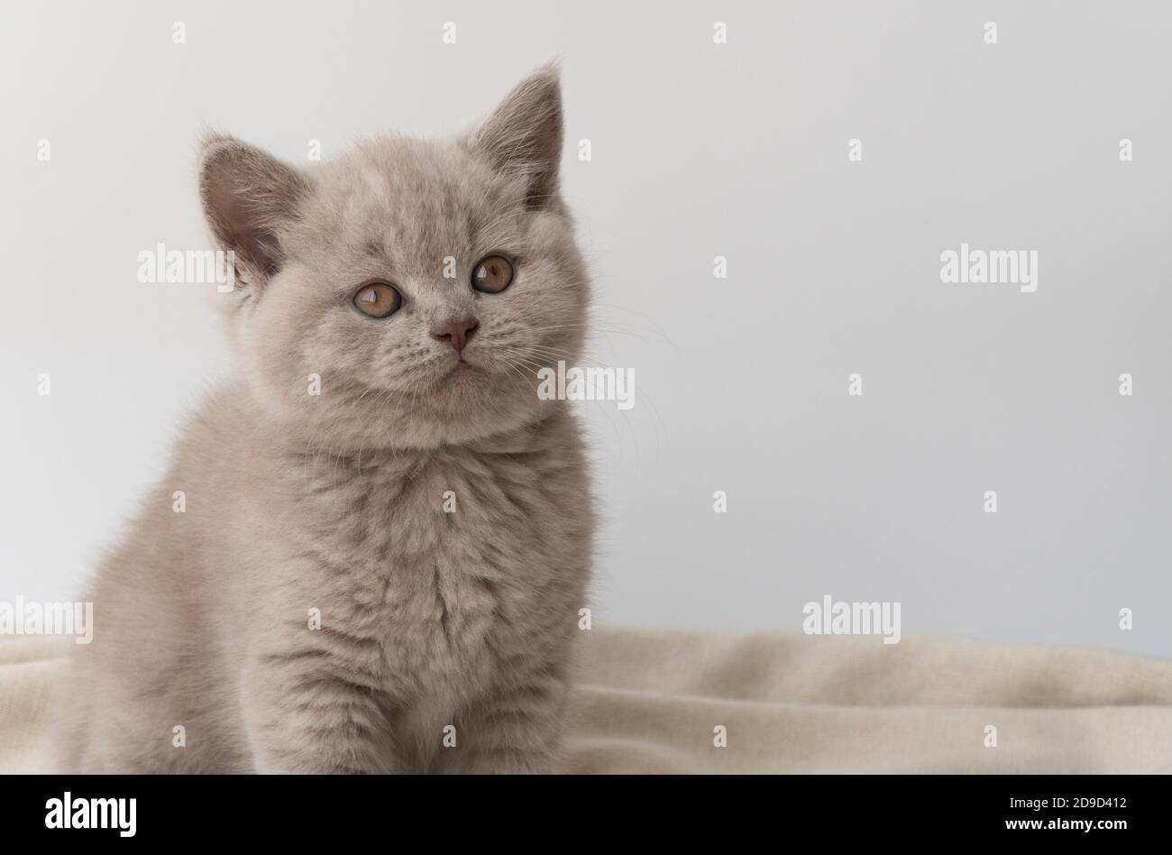 Reinrassige britische Kurzhaarkatze, Rauchfarbe. Kleines niedliches Kätzchen auf einer warmen Decke sitzend. Selektiver Fokus. Die Liebe zu einem Haustier. Stockfoto