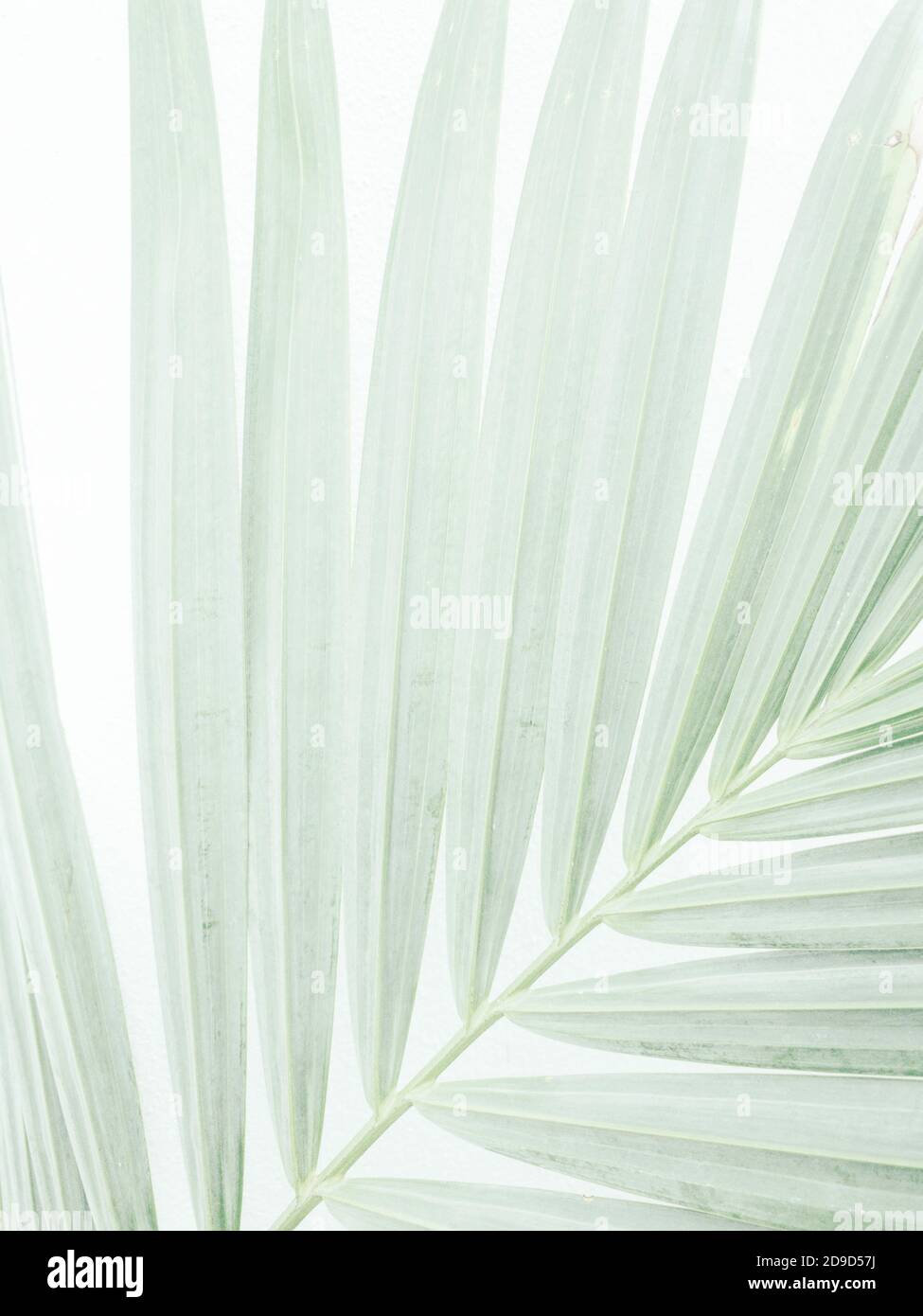 Nahaufnahme Palm Blatt weichen Schatten weißen Hintergrund Stockfoto