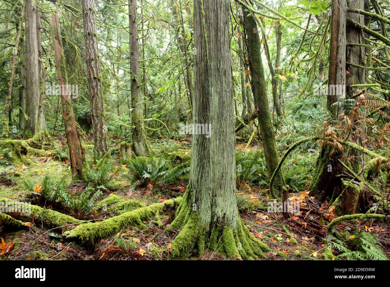 Bäume auf dem Bluffs Trail auf Galiano Island, British Columbia, Kanada Stockfoto