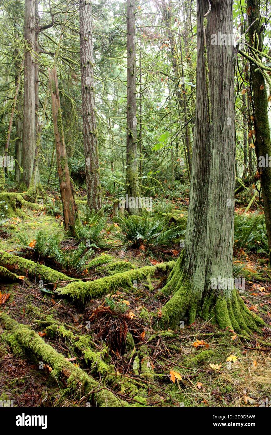 Bäume auf dem Bluffs Trail auf Galiano Island, British Columbia, Kanada Stockfoto