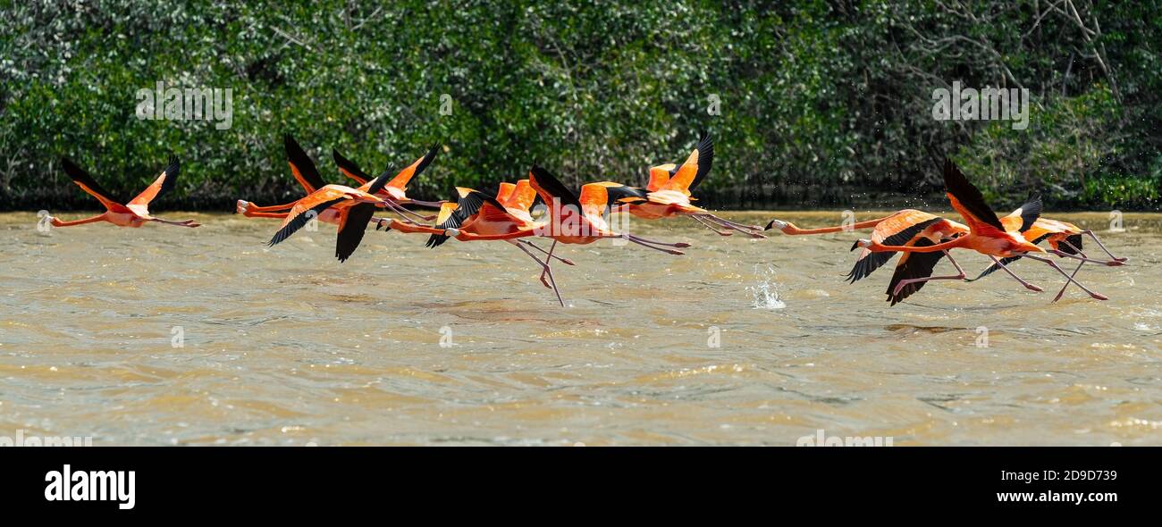 Schwarm von American Flamingo (Phoenicopterus ruber) fliegen im Mangrovenwald, Celestun Biosphere Reserve, Yucatan Peninsula, Mexiko. Stockfoto