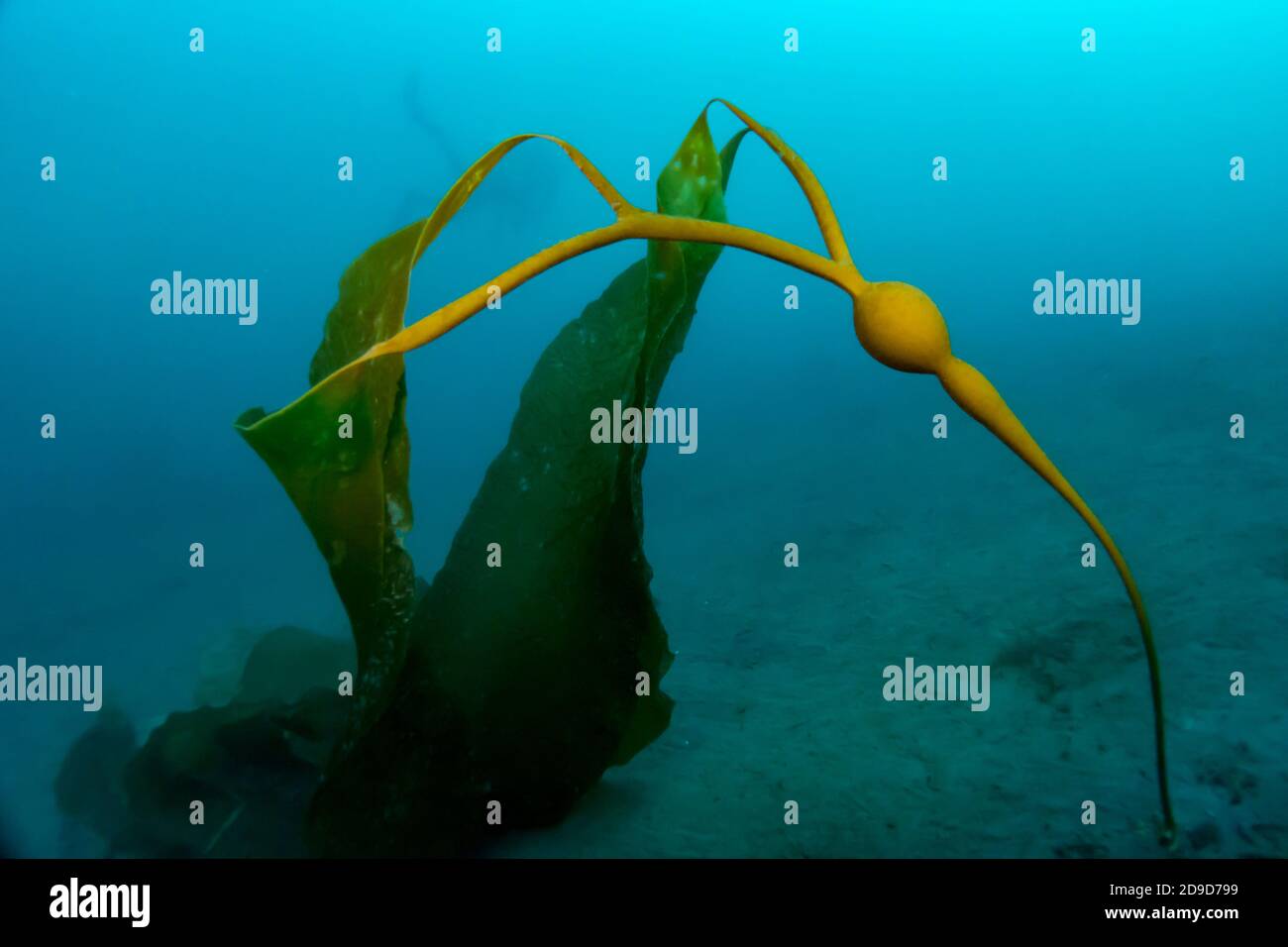 Elch Kelp, Pelagophycus porra, wächst in den tiefen Gewässern vor Catalina Island, Kalifornien, USA Stockfoto