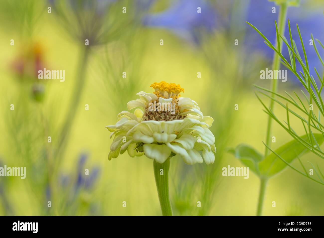 Gelbe Zinnia Blume auf dem Feld mit schönen verschwommen Bokeh Hintergrund Stockfoto