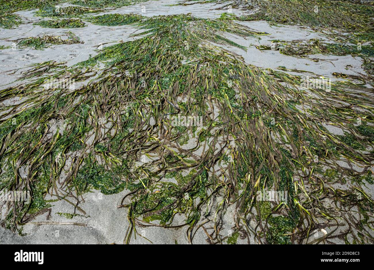 Seegras bei Ebbe, Mutiny Bay, Whidbey Island, Washington, USA. Stockfoto