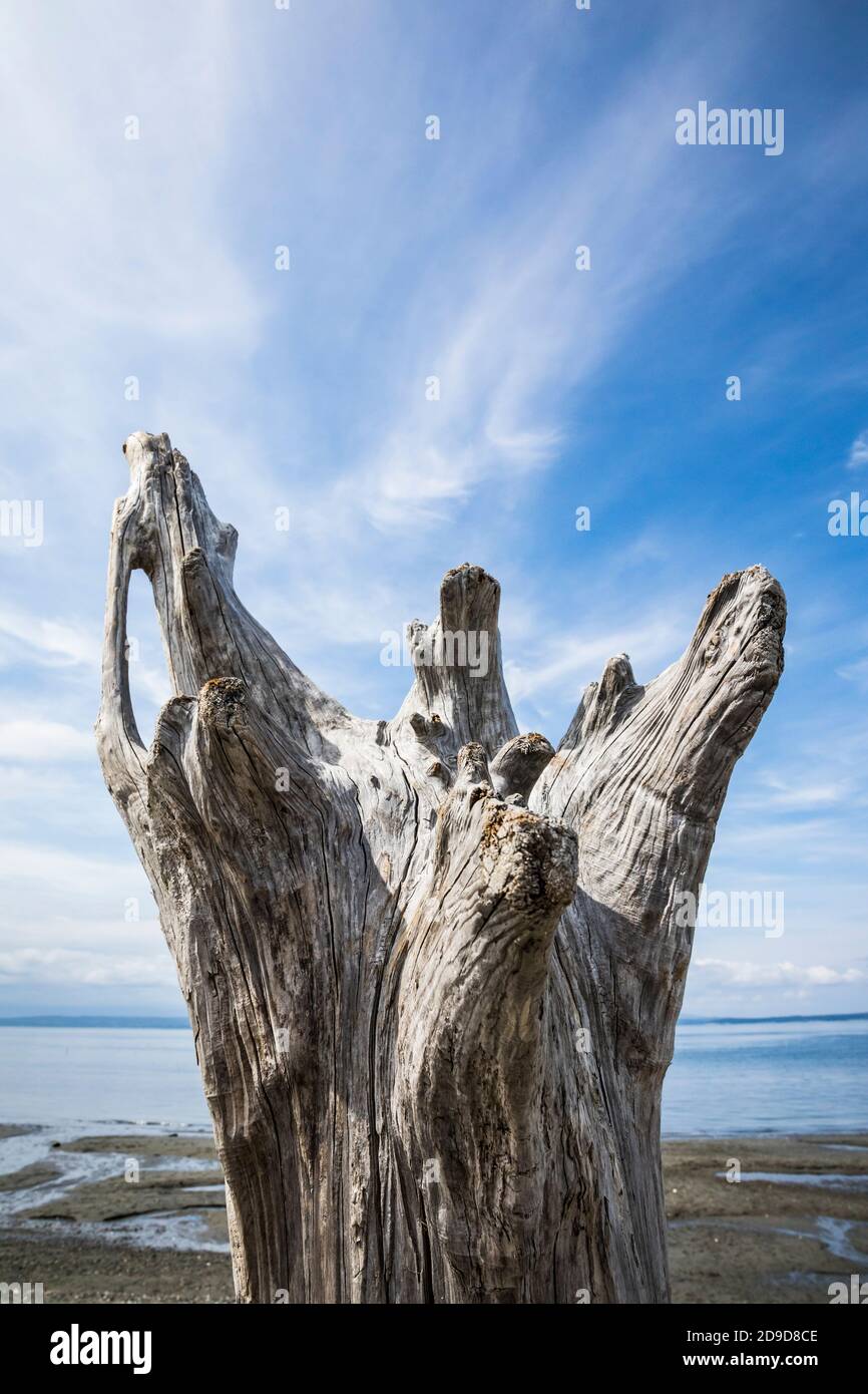 Treibholz und Himmel in Mutiny Bay, Whidbey Island, Washington, USA. Stockfoto