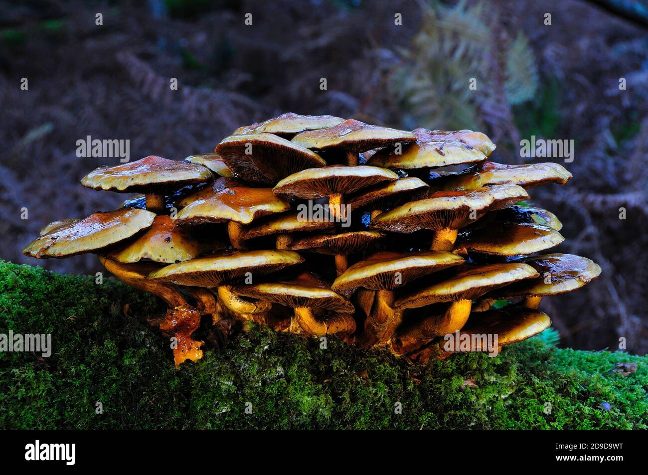 Samtschenkelpilze, Herbst, New Forest Stockfoto