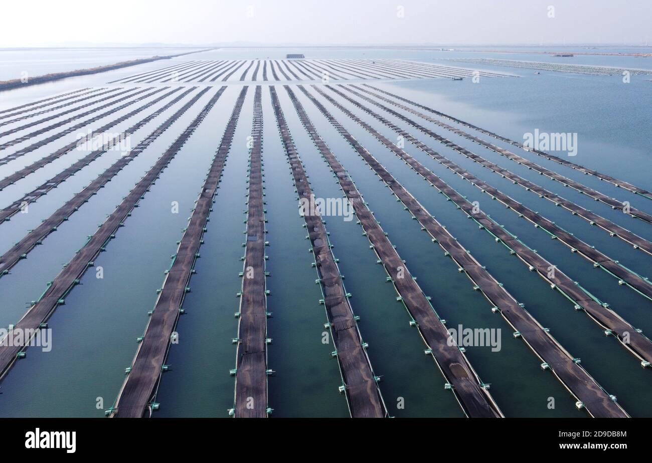 Lokale Bauern sind damit beschäftigt, 210,000 Hektar Seegurken in der Stadt Rongcheng, ostchinesische Provinz Shandong, am 26. Oktober 2020 zu ernten. Stockfoto