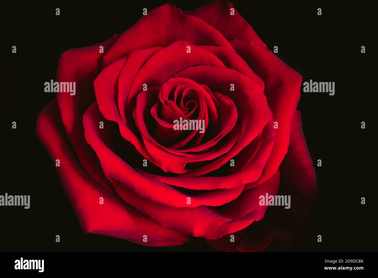 Rote Rose auf schwarzem Hintergrund. Makro. Stockfoto