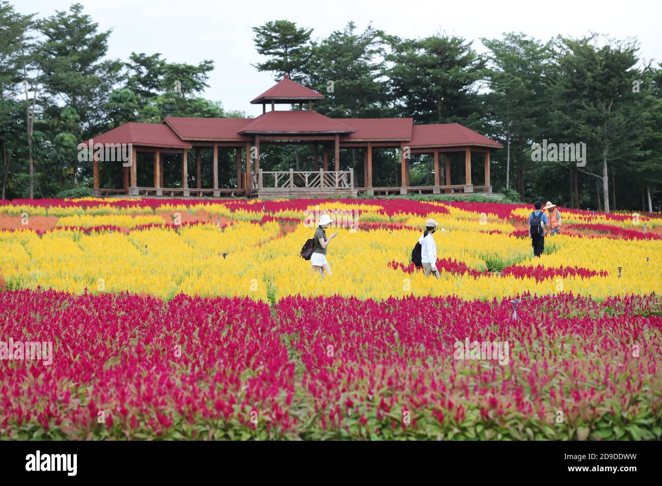 Menschen gehen zwischen den Sonnenblumen blühende in Xiaman Horticultural Expo Garden, Xiamen Stadt, Südost-China¯s Fujian Provinz, 28 September 20 Stockfoto