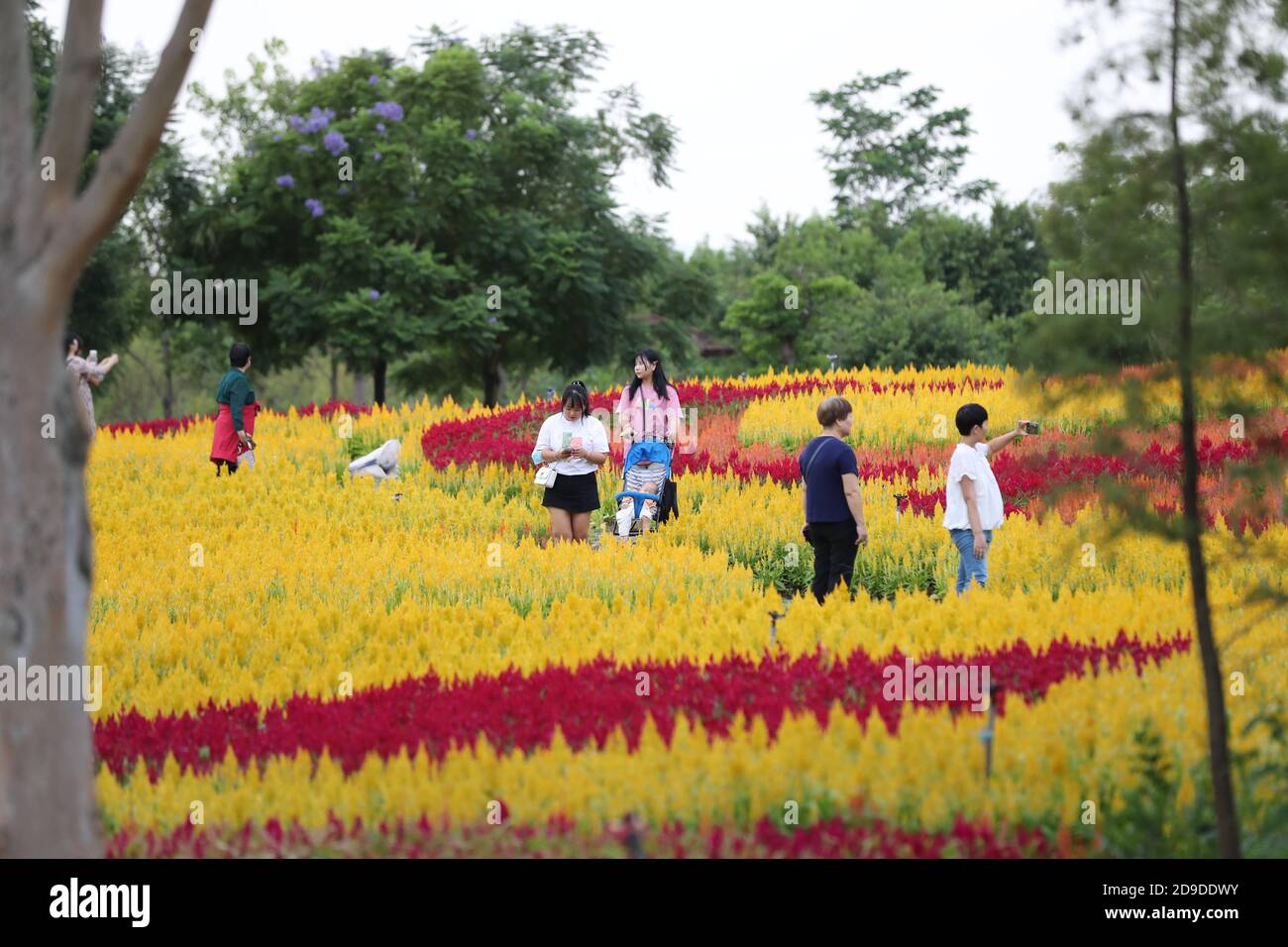 Menschen gehen zwischen den Sonnenblumen blühende in Xiaman Horticultural Expo Garden, Xiamen Stadt, Südost-China¯s Fujian Provinz, 28 September 20 Stockfoto