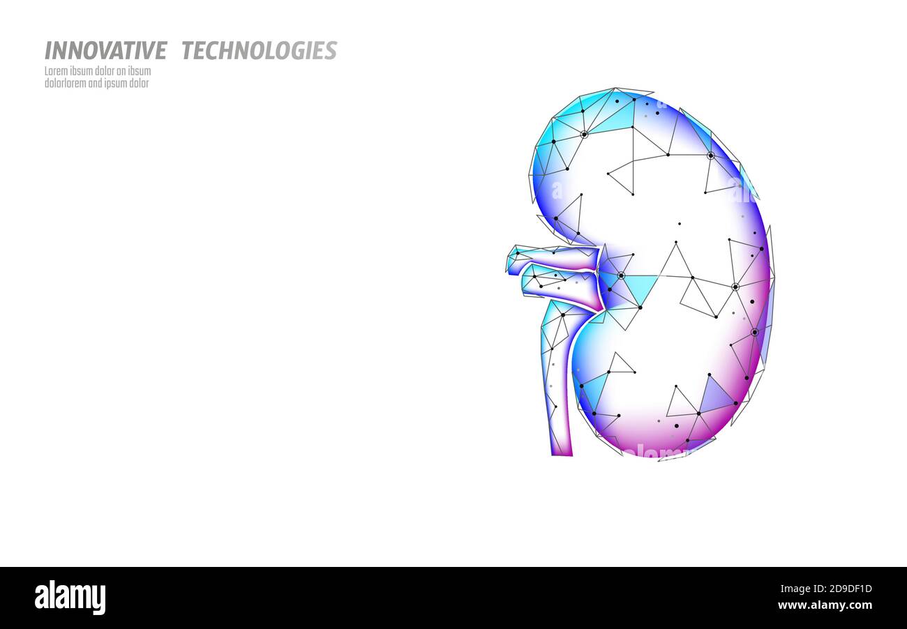 Gesunde Nieren internen Organ 3d-Low Poly geometrische Modell. Urologie system Medizin die Behandlung von Krankheiten. Zukunft Wissenschaft Technologie leuchtende Pfeile Vektor Stock Vektor