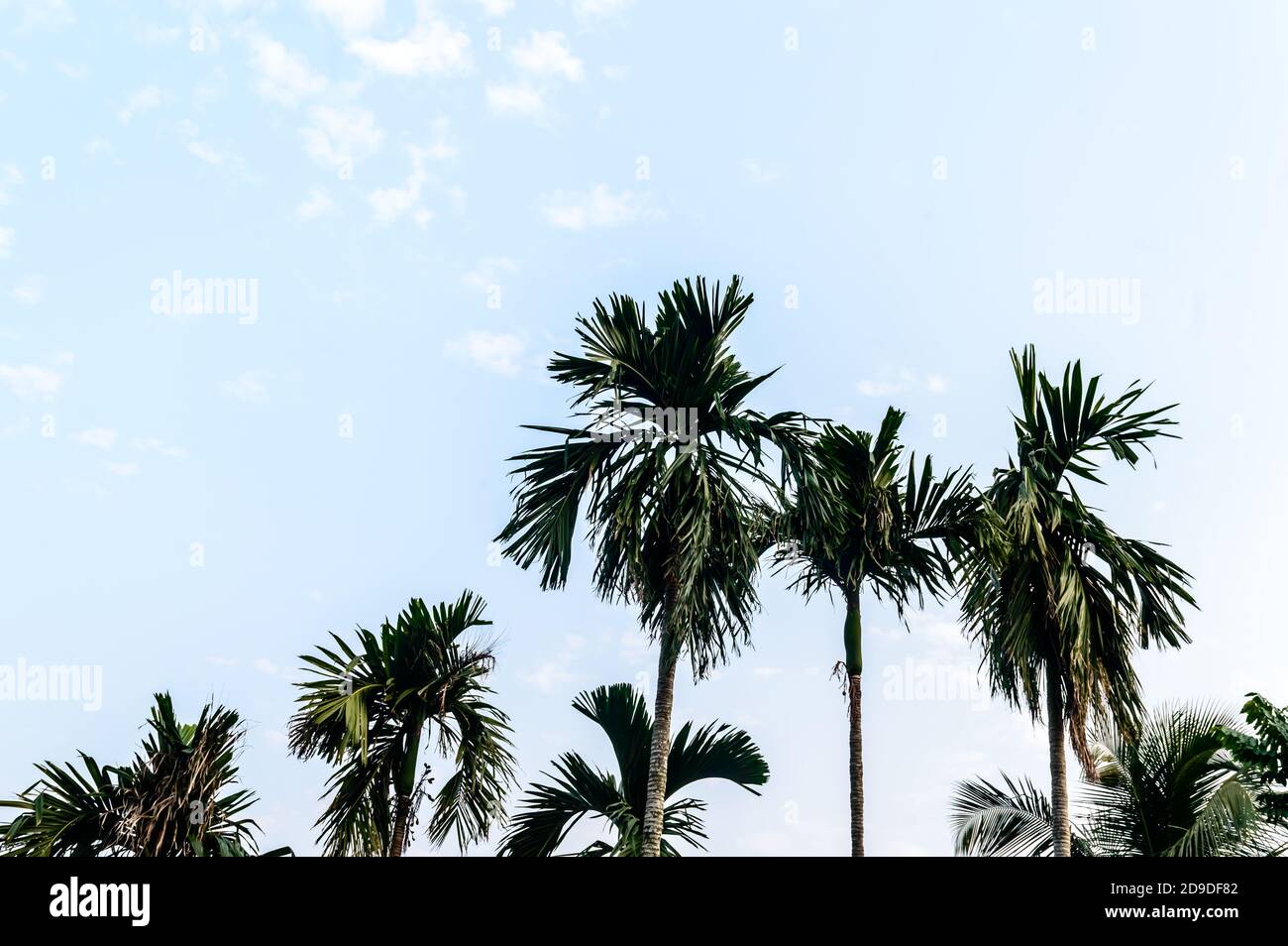 Kokosnuss-Palme-Hintergrund Foto im Herbst saisonalen Thema hinterleuchtet, aber lebendige Farbe Sonnenaufgang Himmel. Palme in beleuchtet durch Sonnenlicht. Goa Sea Beac Stockfoto