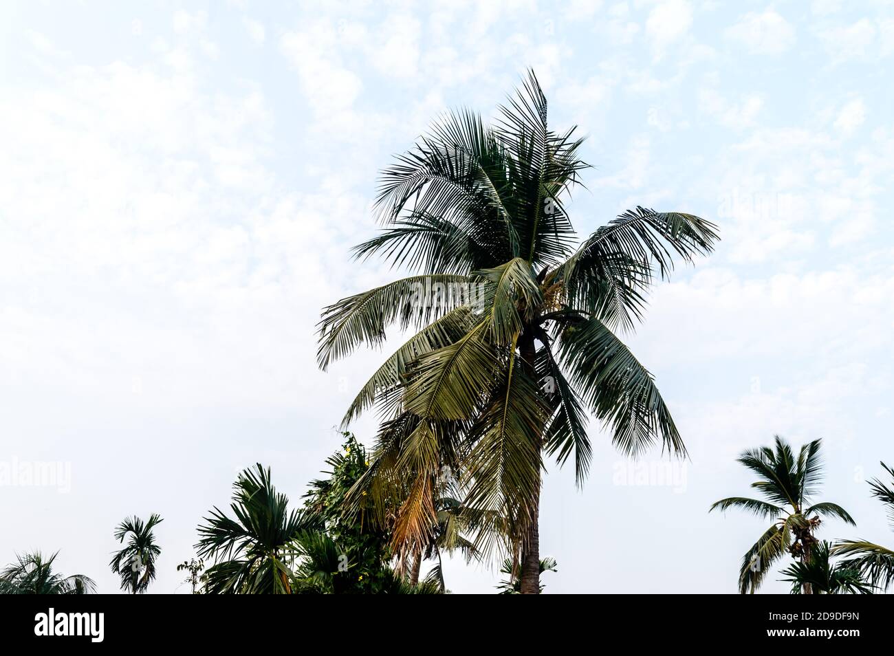 Kokosnuss-Palme-Hintergrund Foto im Herbst saisonalen Thema hinterleuchtet, aber lebendige Farbe Sonnenaufgang Himmel. Palme in beleuchtet durch Sonnenlicht. Goa Sea Beac Stockfoto