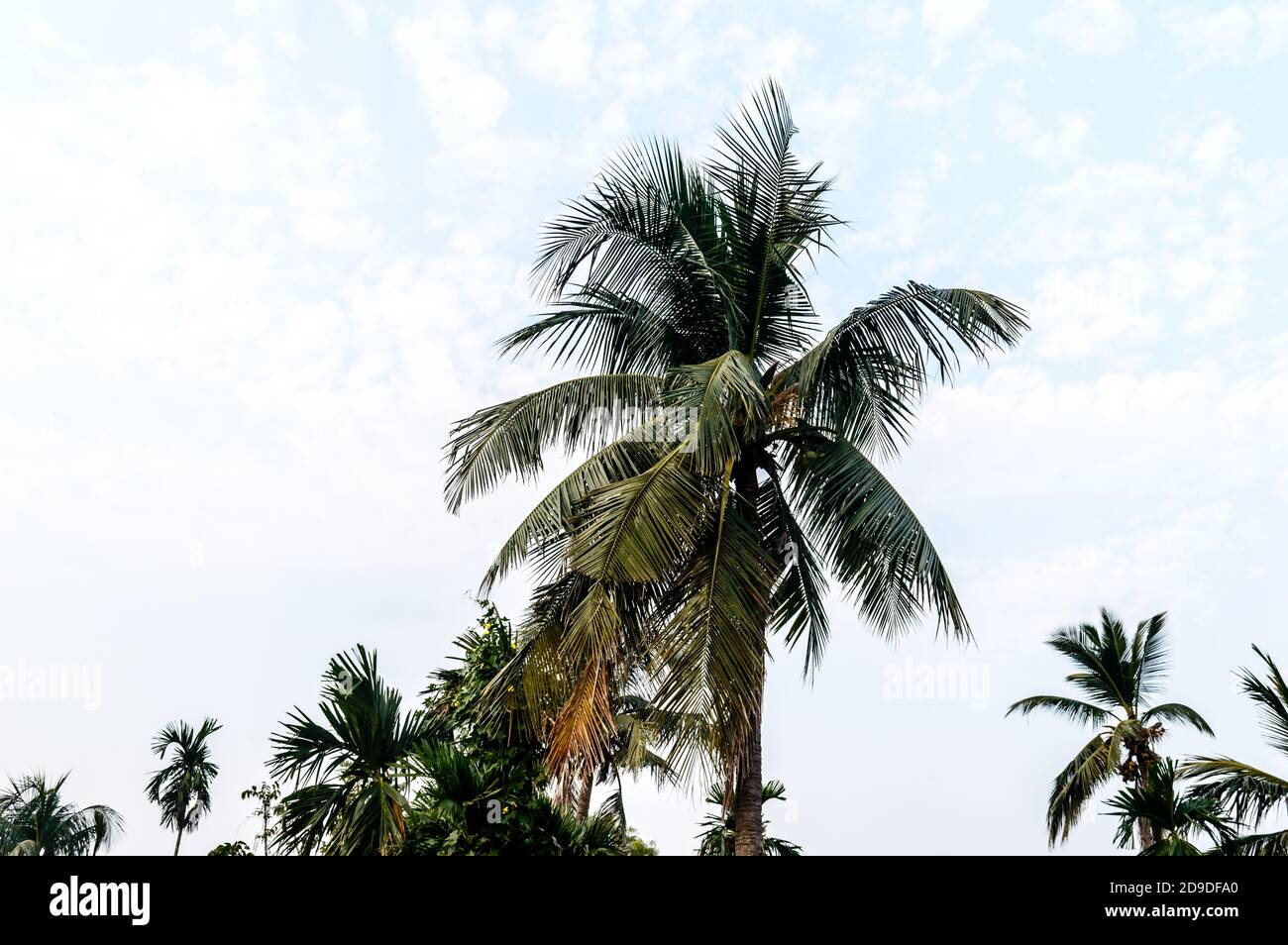 Kokosnuss-Palme-Hintergrund Foto im Herbst saisonalen Thema hinterleuchtet, aber lebendige Farbe Sonnenaufgang Himmel. Palme in beleuchtet durch Sonnenlicht. Goa Sea Beac Stockfoto