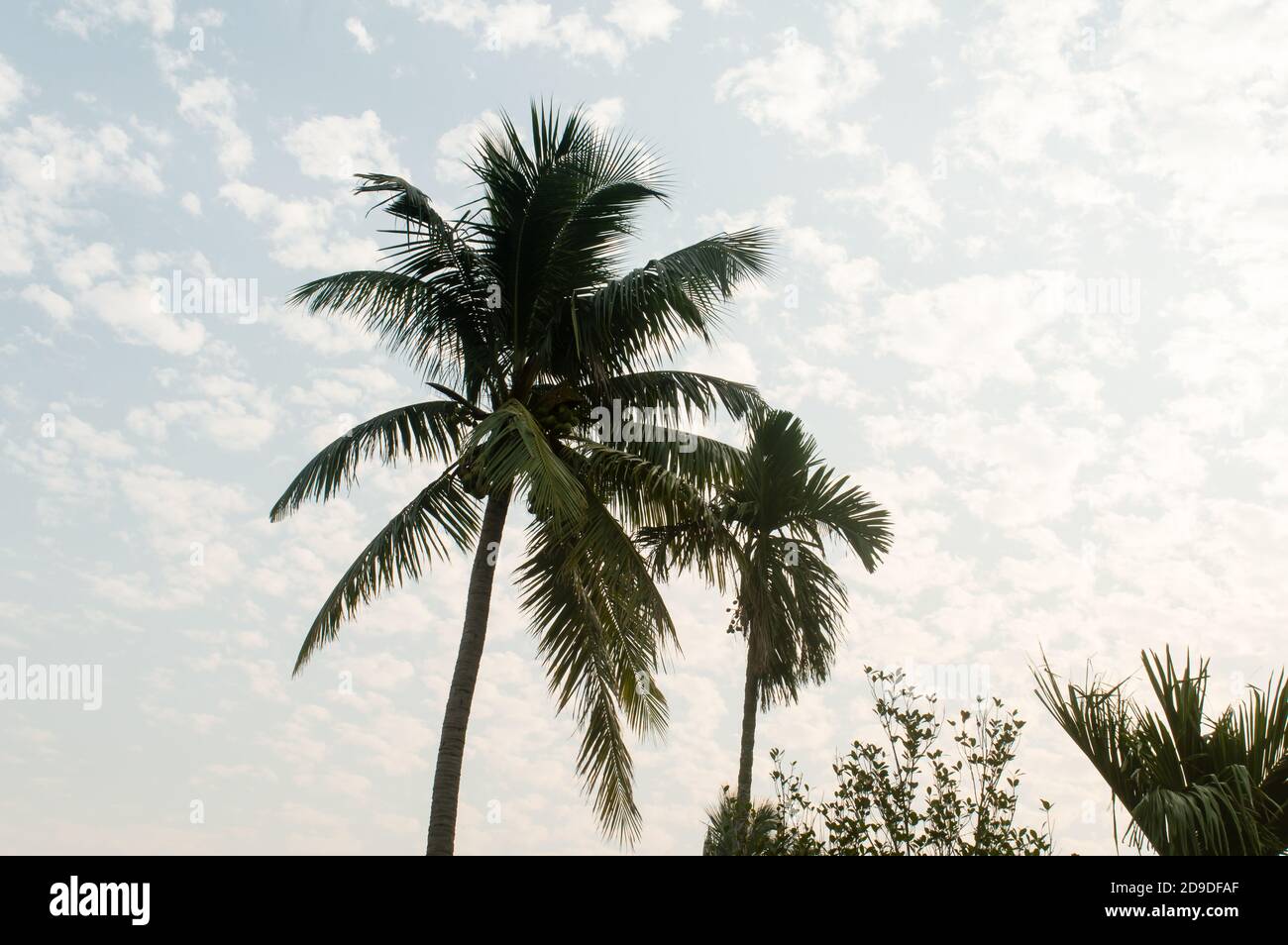 Kokosnuss Palme Hintergrund Foto im Sommer saisonalen Thema hell durch lebendige Farbe Sonnenuntergang Himmel beleuchtet. Palme in beleuchtet durch Sonnenlicht. Goa Sea B Stockfoto