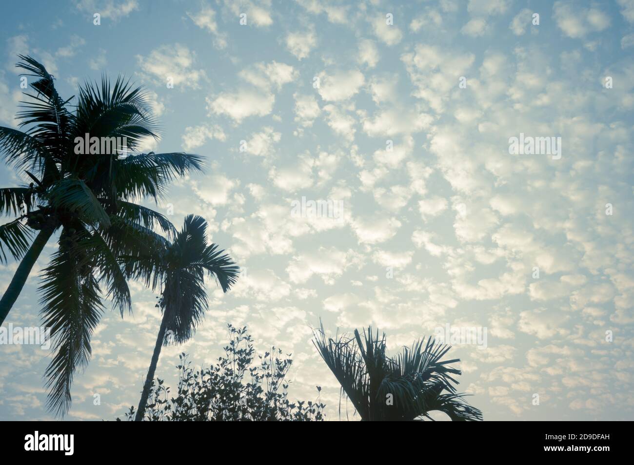 Kokosnuss Palme Hintergrund Foto im Sommer saisonalen Thema hell durch lebendige Farbe Sonnenuntergang Himmel beleuchtet. Palme in beleuchtet durch Sonnenlicht. Goa Sea B Stockfoto
