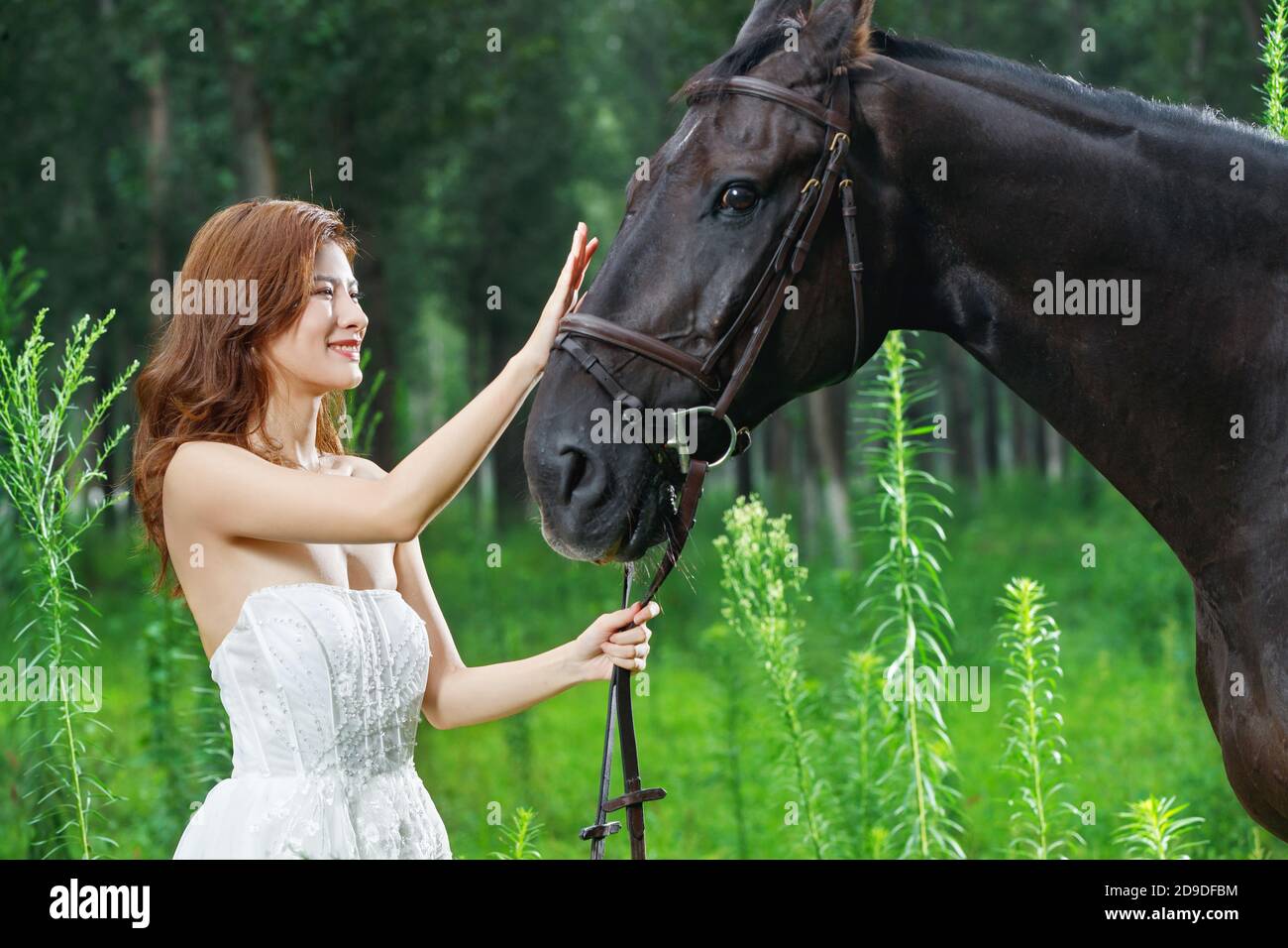 Die schöne junge Frau das Pferd auf dem Gras Stockfoto