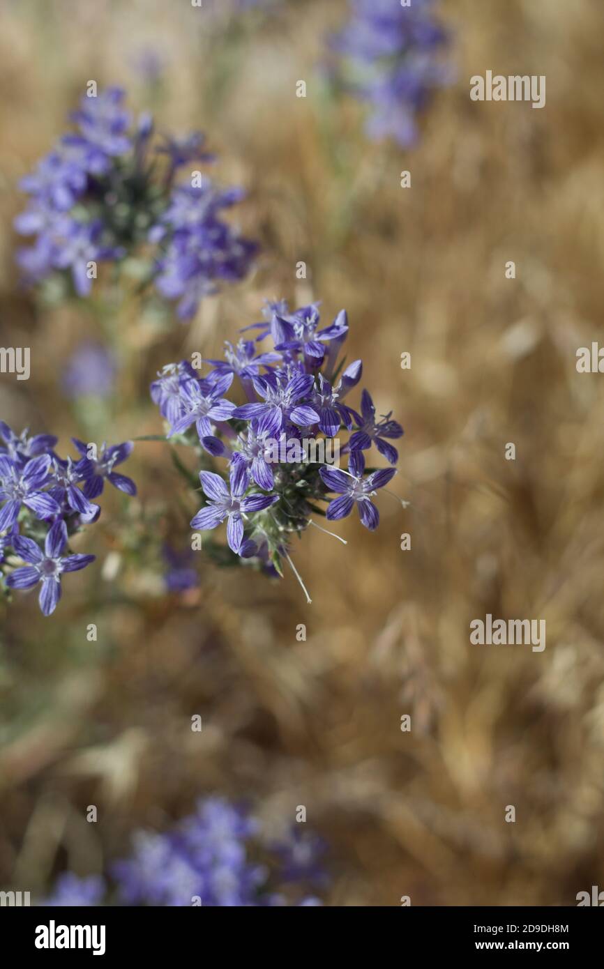 Lila Blütenstände, Riesenwoolycstar, Eriastrum Densifolium, Polemoniaceae, native mehrjährige, San Bernardino Mountains, Transverse Ranges, Sommer. Stockfoto