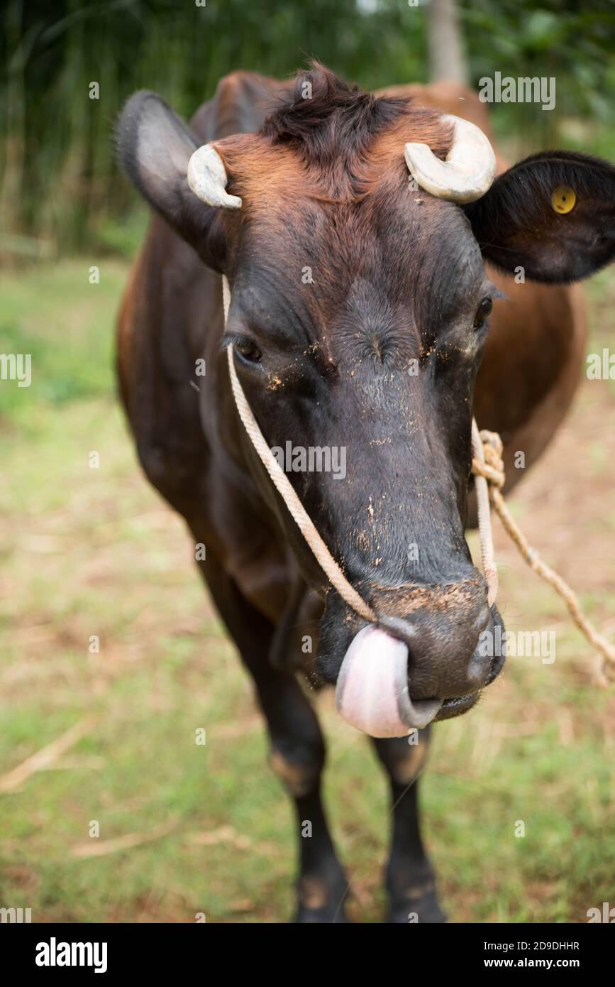 Porträt einer Kuh im Feld Stockfoto