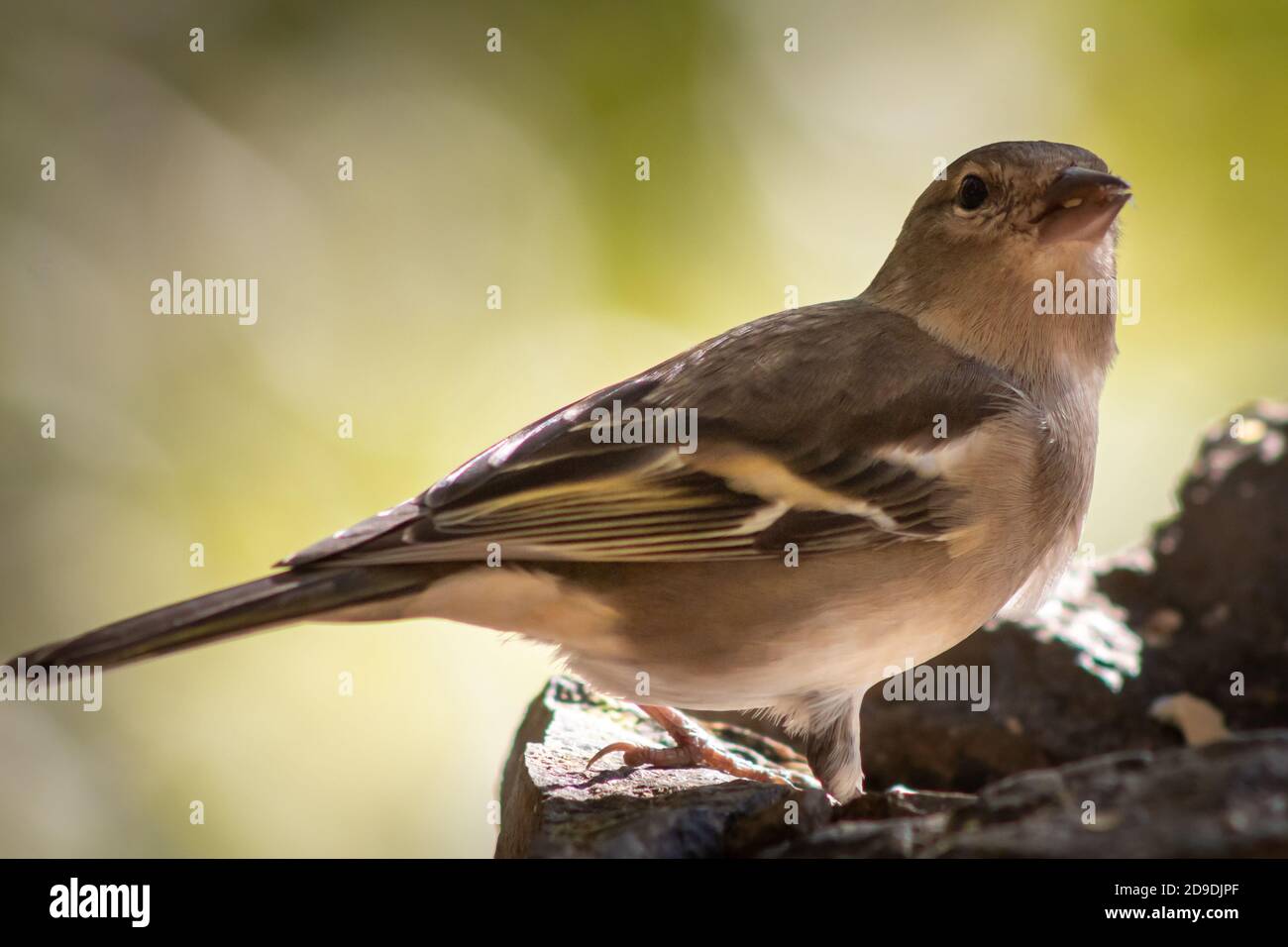 Ein weiblicher Buchfink sitzt auf den Felsen und schaut alle Orte verdächtig an. Stockfoto