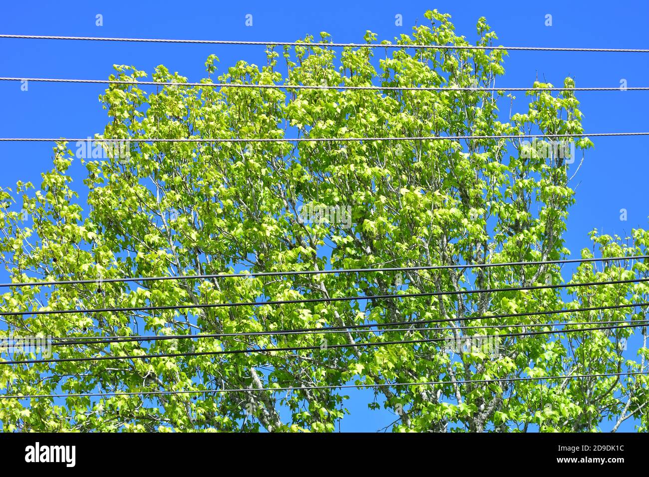 Baumkrone mit hellgrünen Blättern auf blauem Himmel Hintergrund hinter Stromkabeln. Stockfoto