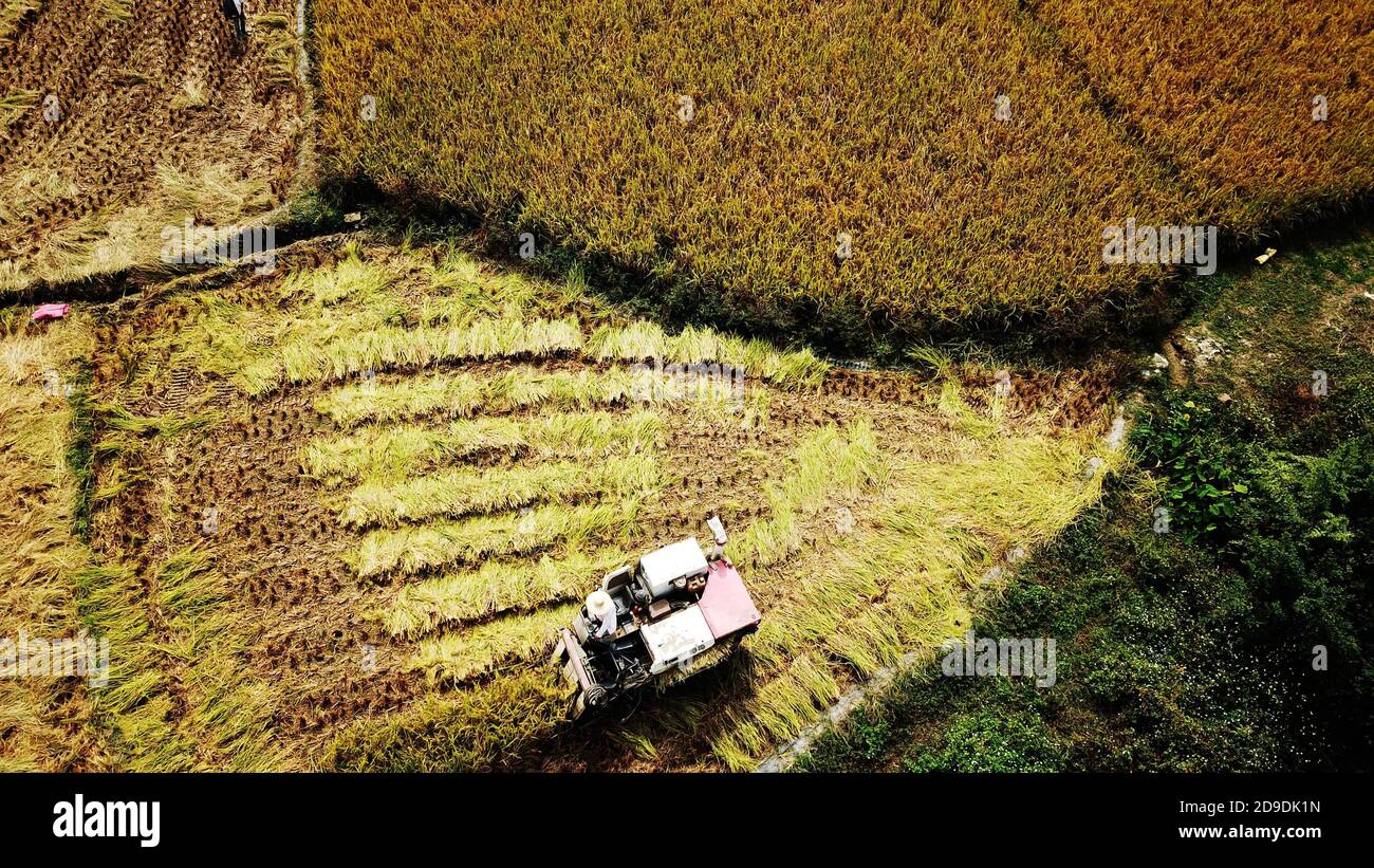 Wuming, Wuming, China. November 2020. CHINA-Wuming, Guangxi, Guangxi Zhuang Township, Nanning Wuming Bezirk ist voll von angenehmen Herbstlandschaften, Bauern rund um die geschäftige Ernte Spätreis, goldene idyllische Landschaft malerisch. Quelle: SIPA Asia/ZUMA Wire/Alamy Live News Stockfoto
