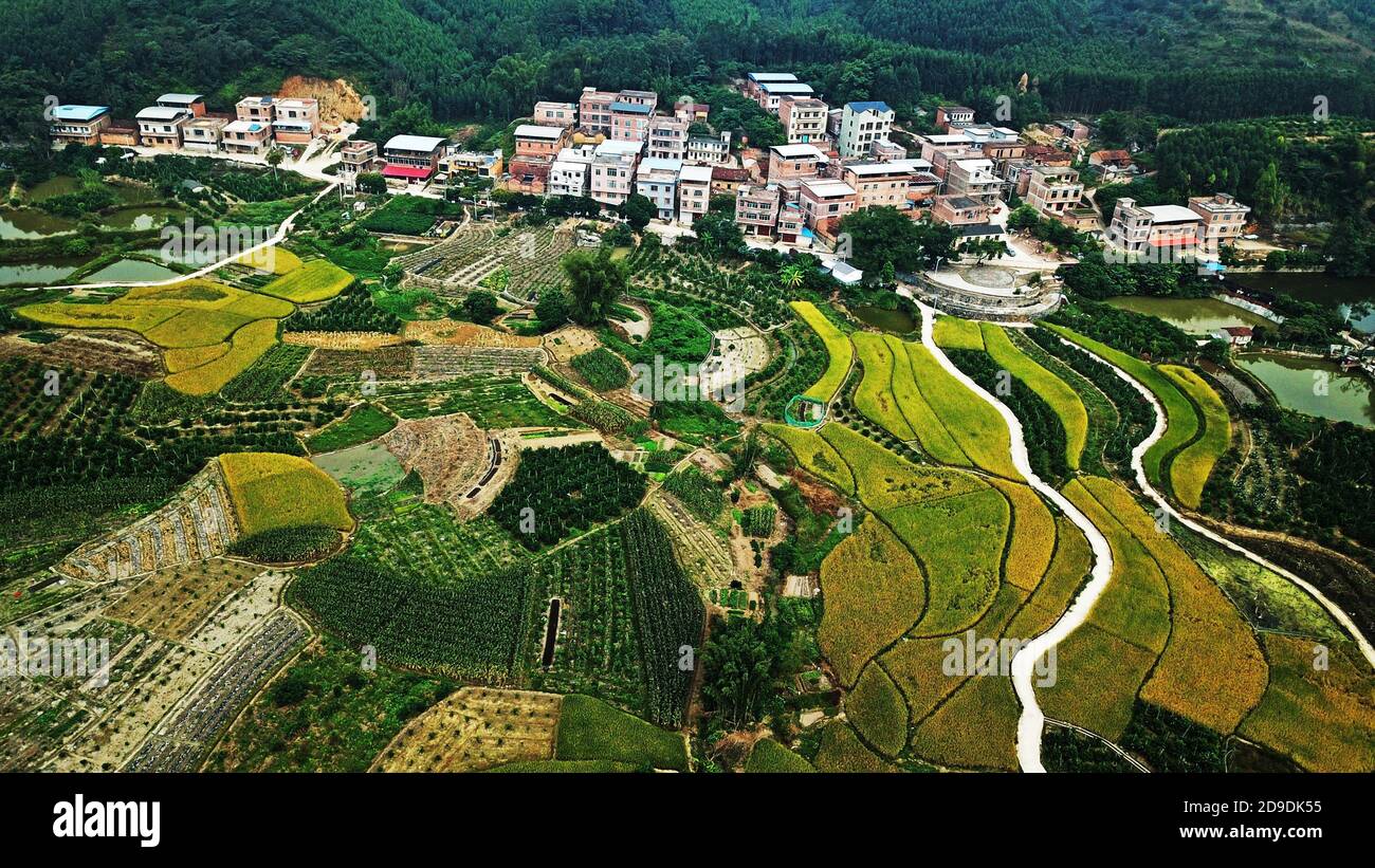 Wuming, Wuming, China. November 2020. CHINA-Wuming, Guangxi, Guangxi Zhuang Township, Nanning Wuming Bezirk ist voll von angenehmen Herbstlandschaften, Bauern rund um die geschäftige Ernte Spätreis, goldene idyllische Landschaft malerisch. Quelle: SIPA Asia/ZUMA Wire/Alamy Live News Stockfoto