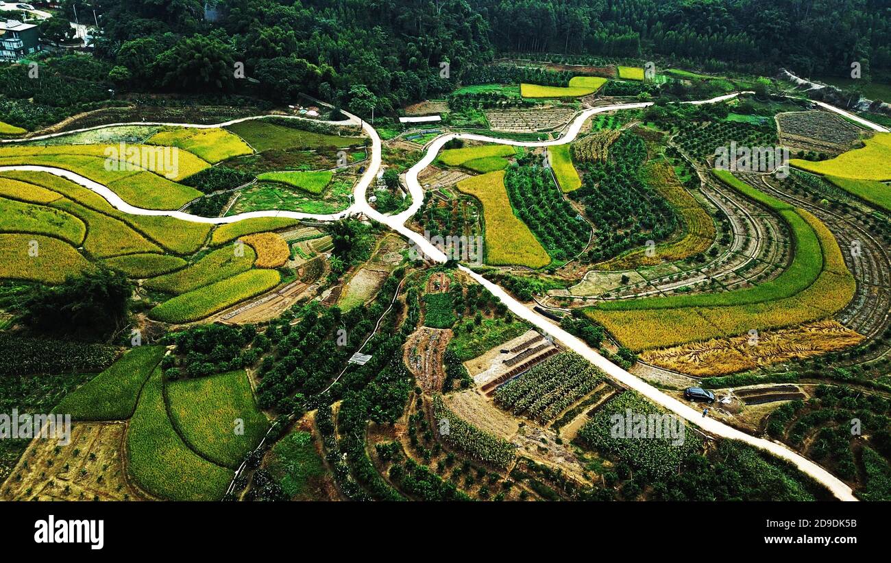 Wuming, Wuming, China. November 2020. CHINA-Wuming, Guangxi, Guangxi Zhuang Township, Nanning Wuming Bezirk ist voll von angenehmen Herbstlandschaften, Bauern rund um die geschäftige Ernte Spätreis, goldene idyllische Landschaft malerisch. Quelle: SIPA Asia/ZUMA Wire/Alamy Live News Stockfoto