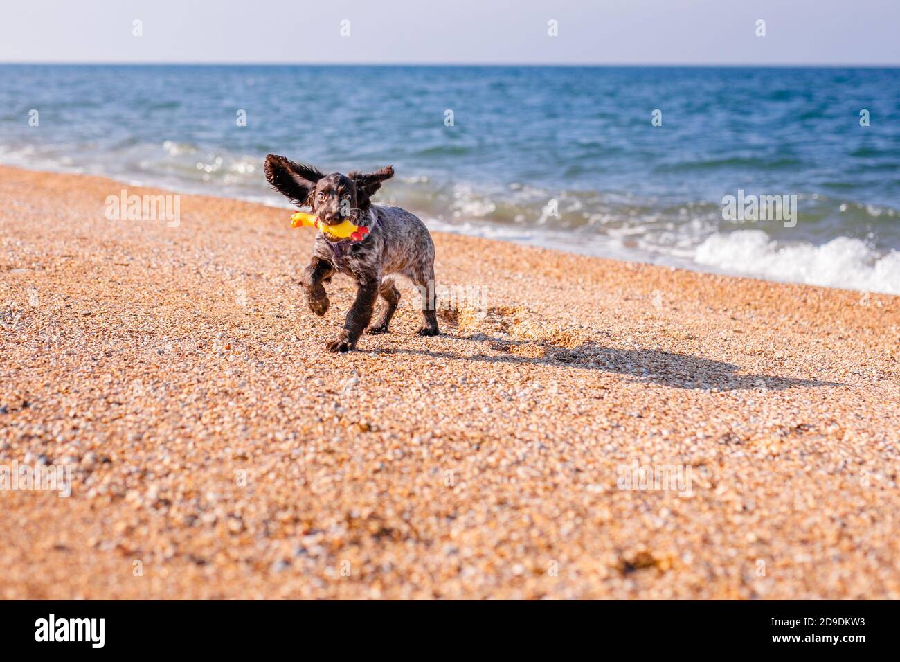 Junge springer Spaniel Hund spielt mit Spielzeug auf einem Boden am Meer. Stockfoto