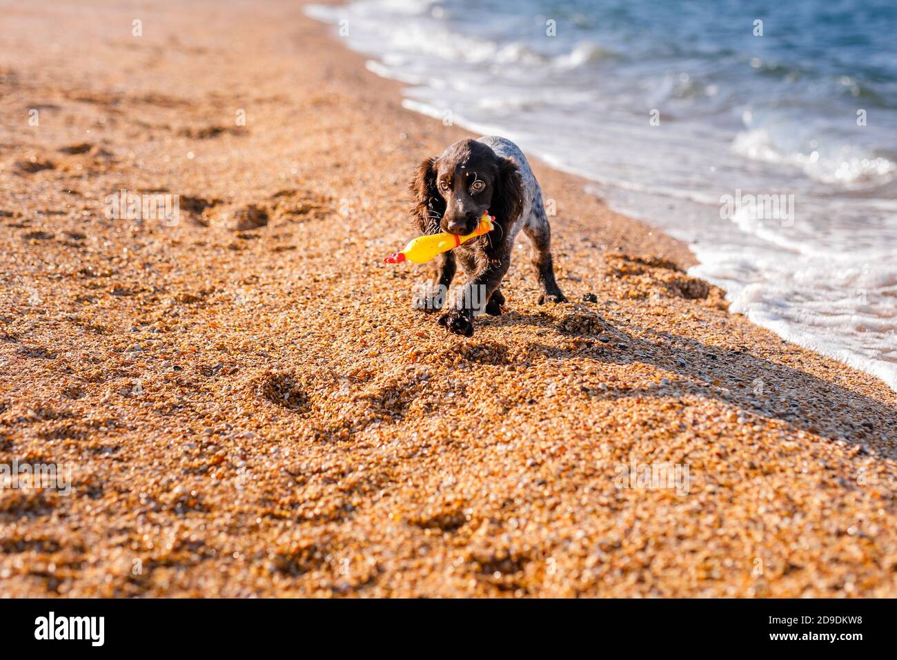 Junge springer Spaniel Hund spielt mit Spielzeug auf einem Boden am Meer. Stockfoto