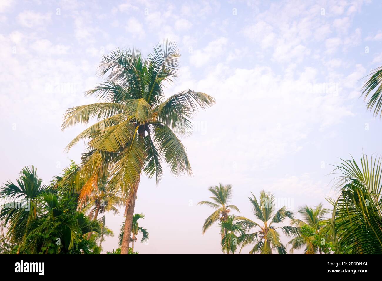 Kokospalme Baum Hintergrund Foto im Frühjahr saisonalen Thema hinterleuchtet, aber lebendige Farbe Sonnenuntergang Himmel. Palme in beleuchtet durch Sonnenlicht. Goa Sea Beach Stockfoto